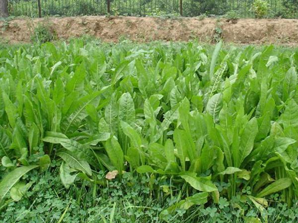 雜交育成的牧草種子，魯梅克斯種子的播種技術(shù)與方法