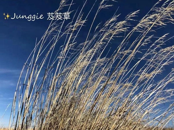 芨芨草飼用價(jià)值？——耐寒耐旱耐鹽堿