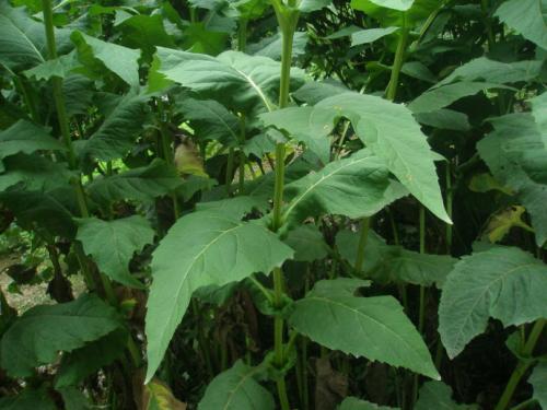優(yōu)質(zhì)的牧草---串葉松香草，基本詳情介紹