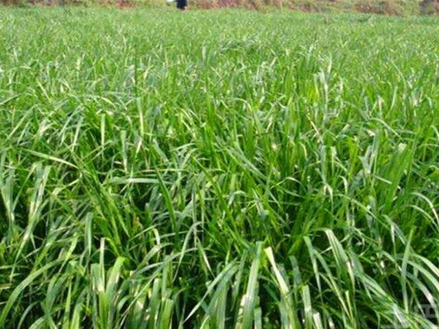 多年生黑麥草是什么？多年生黑麥草的種植方法是什么？