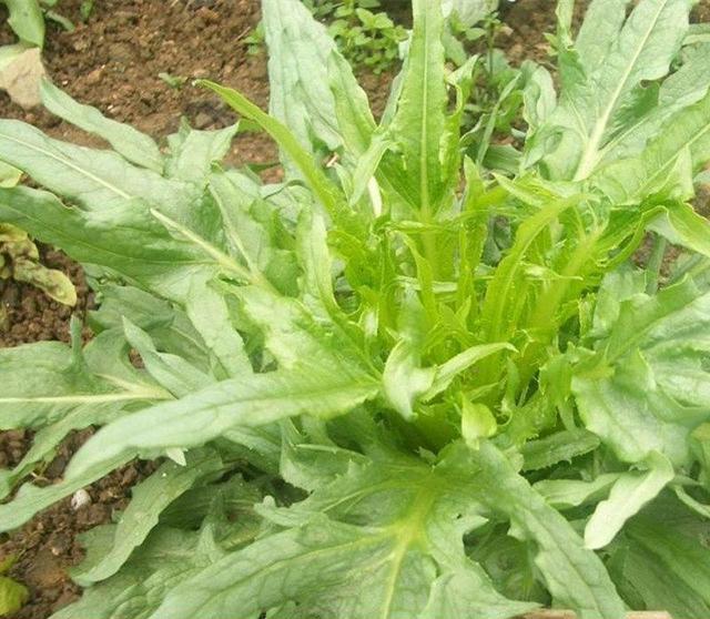 苦荬菜怎樣種植效果好？怎么種植可以高產(chǎn)量