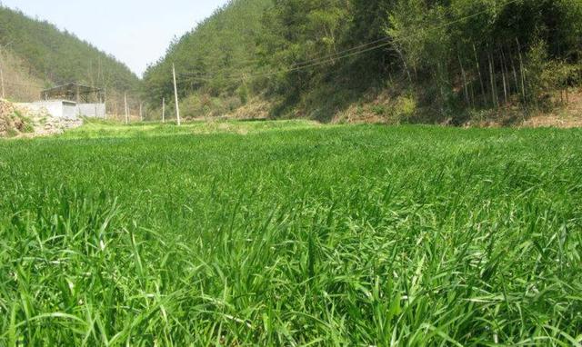 一次種植，多次收益的優(yōu)質(zhì)牧草——多年生黑麥草