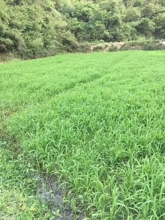 種植小米草的優(yōu)勢在哪里？養(yǎng)殖小龍蝦怎么樣？