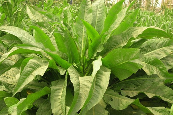 農(nóng)戶養(yǎng)鴨菊苣種子價(jià)格多少錢一斤，菊苣草播種時(shí)間