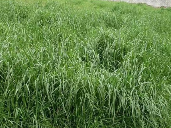紅三葉種子種植方法？批發(fā)價(jià)格多少錢(qián)一斤？