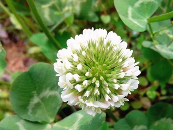 優(yōu)質(zhì)牧草白三葉草種——栽培技術