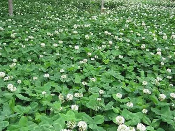 種植白三葉，不但可以綠化環(huán)境，而且改善空氣質(zhì)量