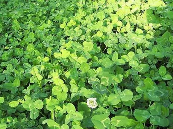 種植白三葉，不但可以綠化環(huán)境，而且改善空氣質(zhì)量