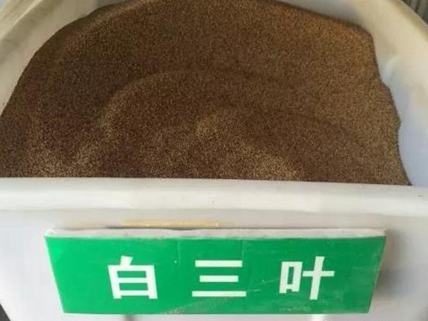 白三葉在北方最佳種植時(shí)間是什么時(shí)候？