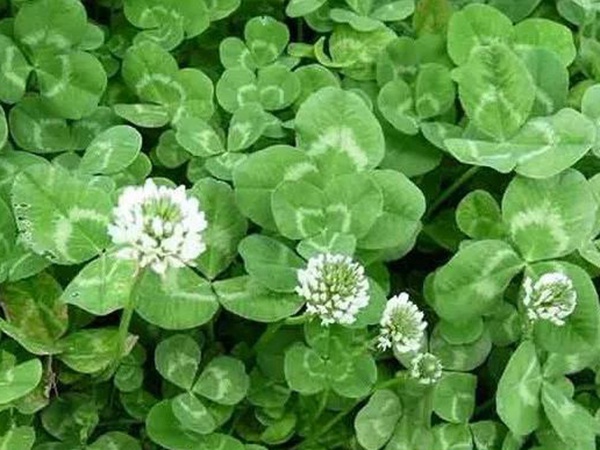 白三葉在北方最佳種植時(shí)間是什么時(shí)候？