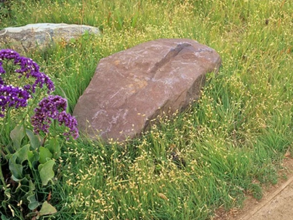 野牛草草坪建植特點(diǎn)以及介紹