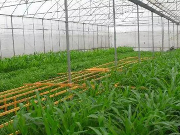 墨西哥玉米草如何種植，種植方法是什么