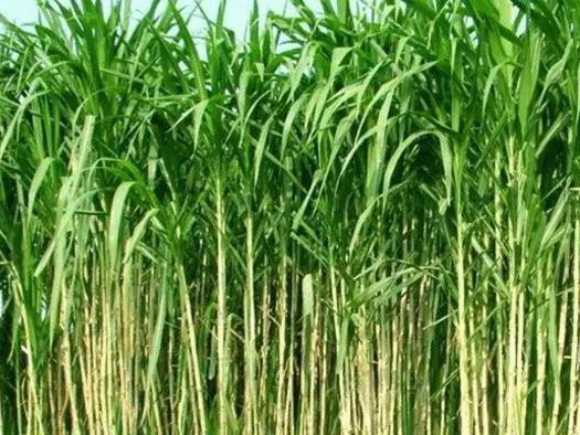 皇竹草養(yǎng)豬、喂雞可降低成本增加收入，栽培方法！