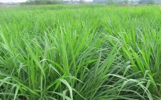種植皇竹草養(yǎng)牛，需要了解一些什么