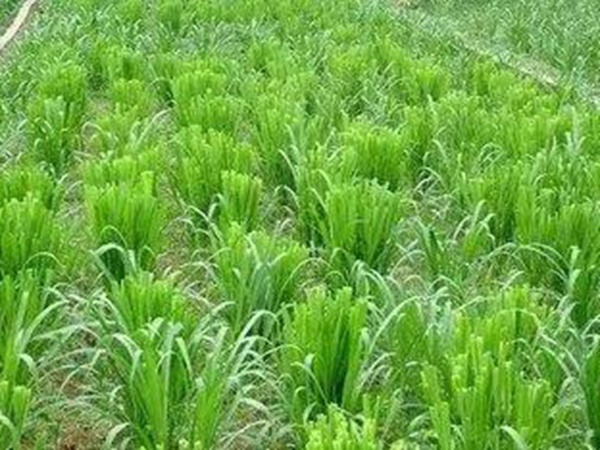 種植皇竹草養(yǎng)牛劃算嗎，一頭牛吃多少斤皇竹草