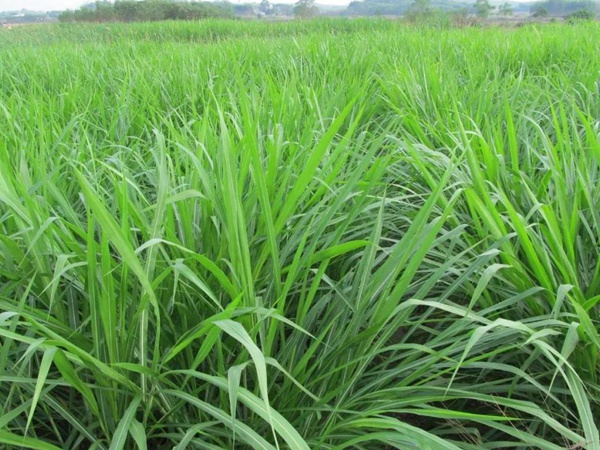 種植皇竹草牧草養(yǎng)牛，一畝地牧草可以養(yǎng)殖多少牛？