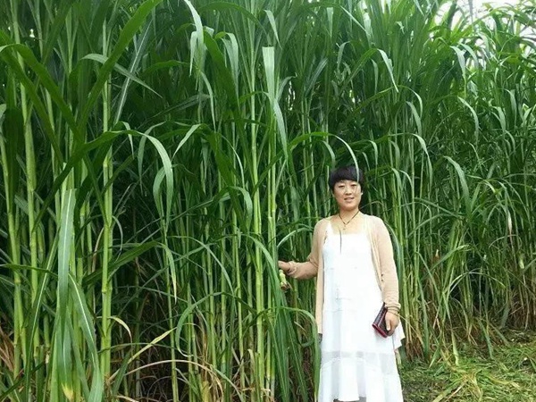 種植皇竹草牧草養(yǎng)牛，一畝地牧草可以養(yǎng)殖多少牛？