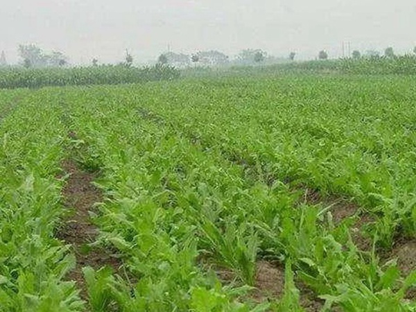 串葉松香草人工種植的時(shí)候怎么樣能高產(chǎn)？