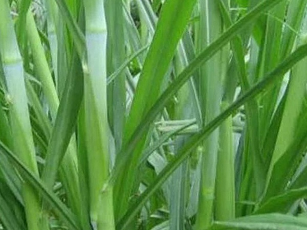 象草是一種高價值的飼料，種植栽培方法是什么