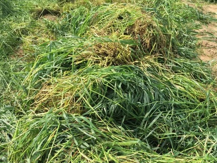 綠肥-黑麥草牧草種子【一年生黑麥草、冬牧-70】