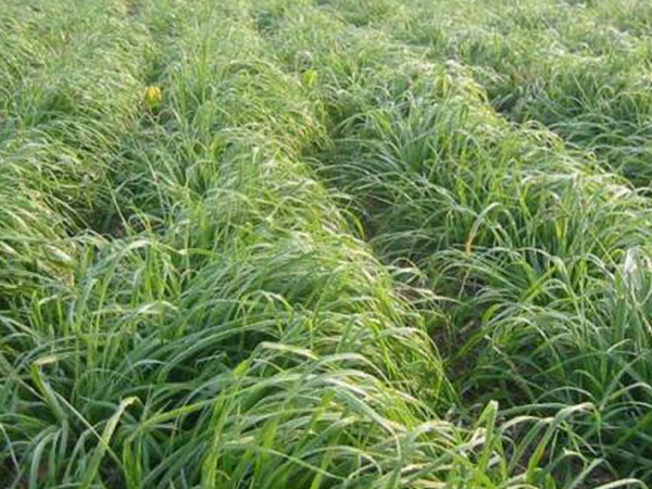 一年生黑麥草牧草種子適應(yīng)性強(qiáng)，易種植、產(chǎn)量高