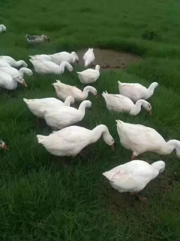 黑麥草什么時(shí)候種植比較好？如何種植黑麥草？