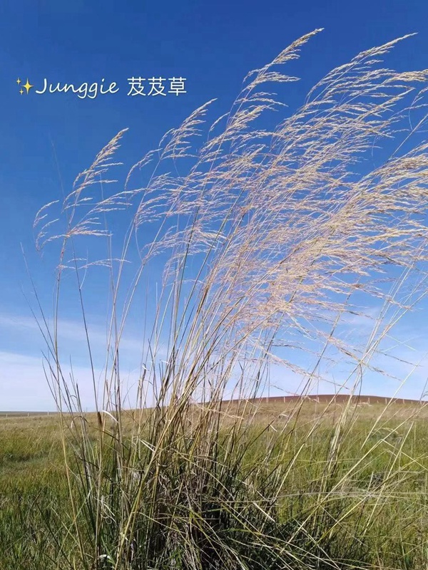 芨芨草飼用價(jià)值？——耐寒耐旱耐鹽堿