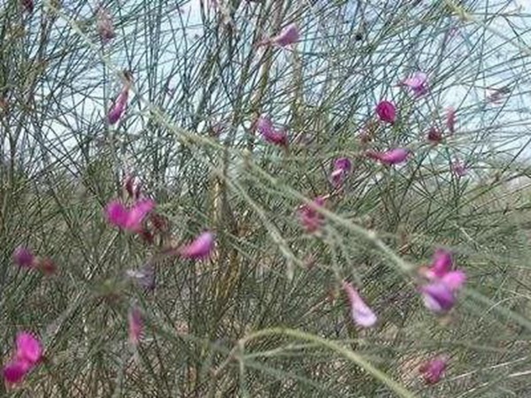 常見(jiàn)植物花棒——耐旱、喜光樹(shù)種