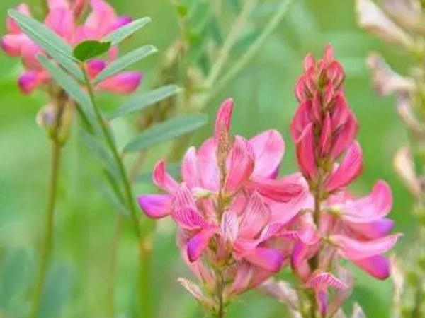 紅豆草莖點(diǎn)霉葉斑病及其防治