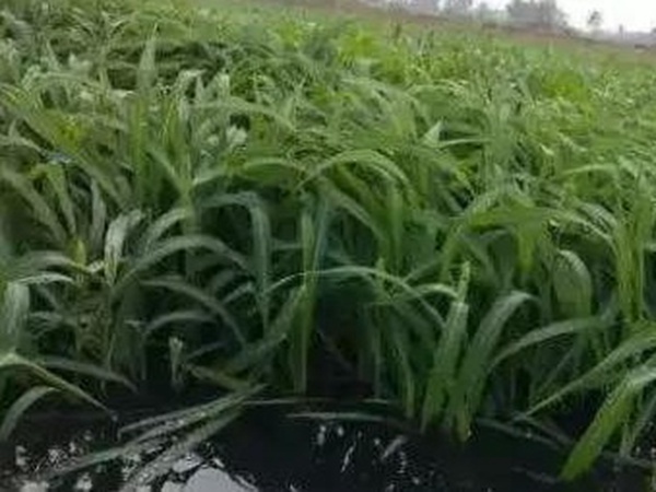 小米草優(yōu)勢(shì)——耐寒耐高溫，小米草最適宜的溫度