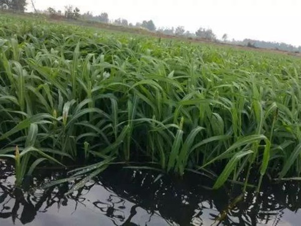 小米草怎么樣才能提高小龍蝦養(yǎng)殖效益？小米草種植怎么管理比較合適？