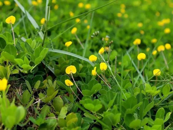 如何草坪除草，一定要用“草坪專(zhuān)用除草劑”？