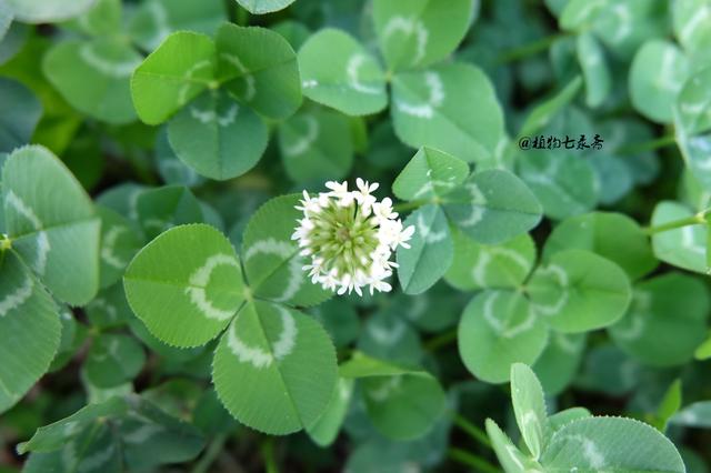 白三葉草，不但栽培，觀賞期長(zhǎng)，管理方法簡(jiǎn)單而且花繁葉茂