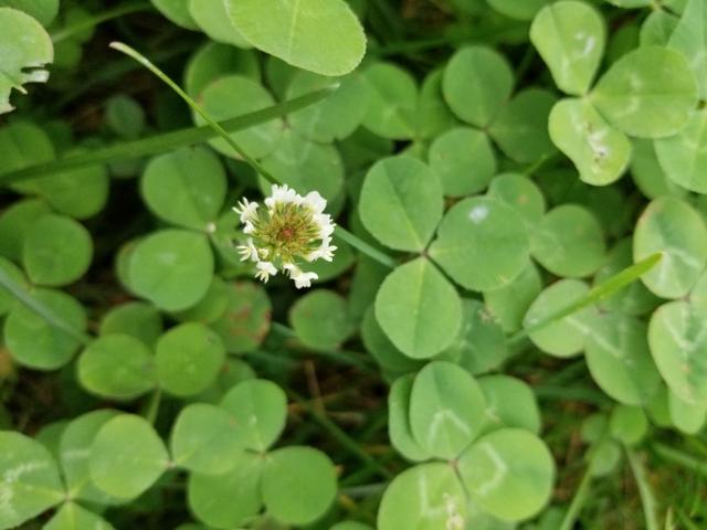 白三葉和紅花酢漿草識(shí)別技術(shù)要點(diǎn)有哪些