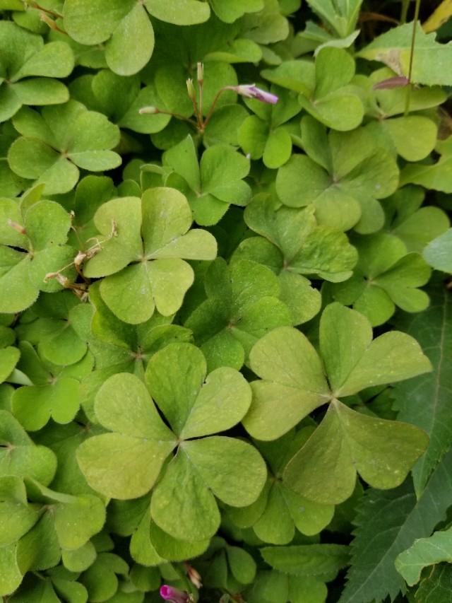 白三葉和紅花酢漿草識(shí)別技術(shù)要點(diǎn)有哪些