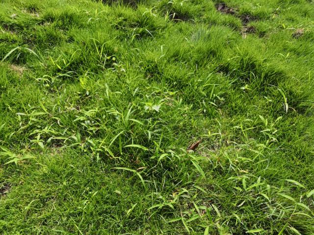 結(jié)縷草草坪雜草種植應(yīng)該注意什么，有哪些好的方法