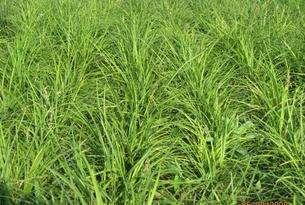 野牛草種植這幾個步驟一定要掌握好，種植就比較簡單