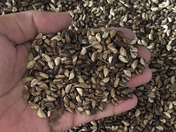 種植墨西哥玉米有這幾個(gè)要點(diǎn)，掌握好這幾個(gè)要點(diǎn)獲得高產(chǎn)量
