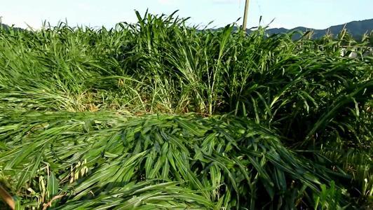 有一種草叫墨西哥玉米草，最適合農(nóng)村養(yǎng)殖戶種植