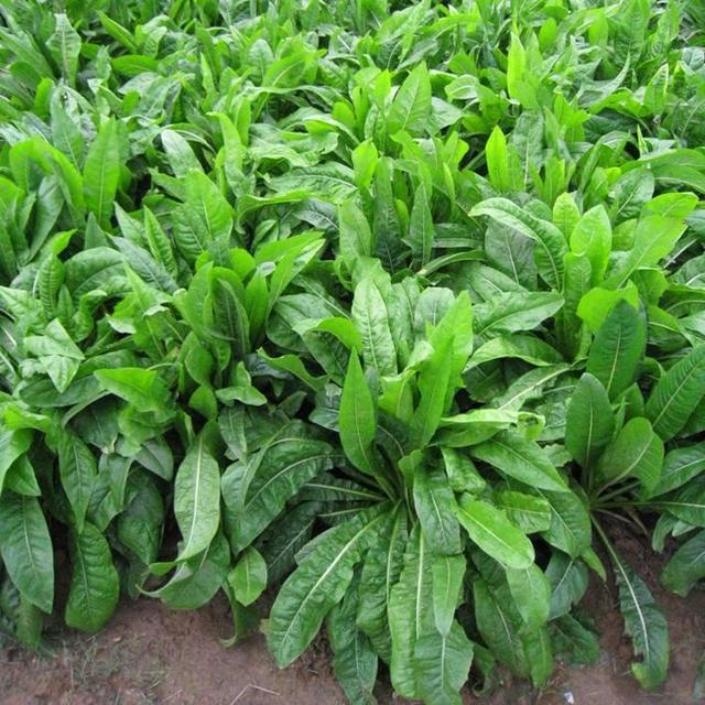 菊苣草可以養(yǎng)殖雞鴨鵝豬魚，是多年生的嗎