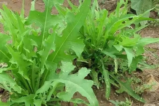 苦荬菜怎樣種植效果好？怎么種植可以高產(chǎn)量