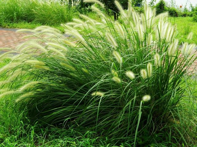 狼尾草種植技術(shù)是什么，有什么需要注意的