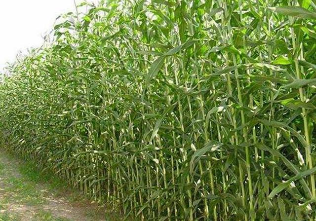 甜高粱播種對(duì)生長環(huán)境有什么要求，種植應(yīng)該注意什么