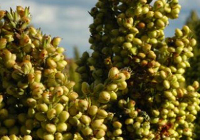 甜高梁種植技巧是什么，如何產(chǎn)量高