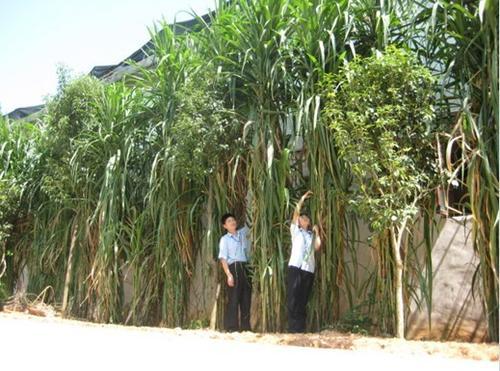 皇竹草的生長(zhǎng)環(huán)境要求，種植特點(diǎn)分析