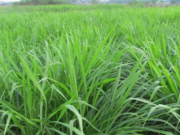 皇竹草養(yǎng)牛，種植皇竹草牧草一畝地可以養(yǎng)殖多少牛？