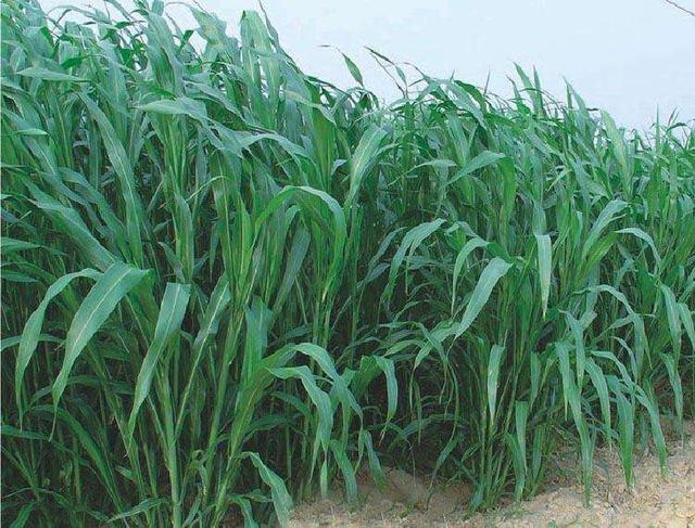 優(yōu)質(zhì)的牧草——蘇丹草，怎么種植可以高產(chǎn)