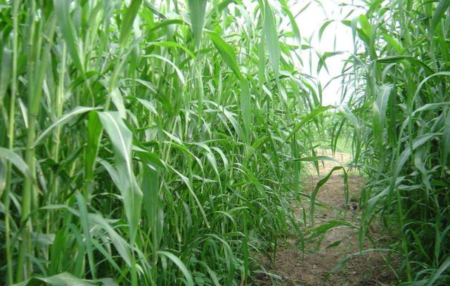 優(yōu)質(zhì)牧草——高丹草，種植高丹草種子如何高產(chǎn)？
