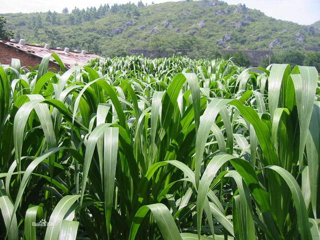 這么優(yōu)質(zhì)的高丹草牧草，怎么種植比較好？