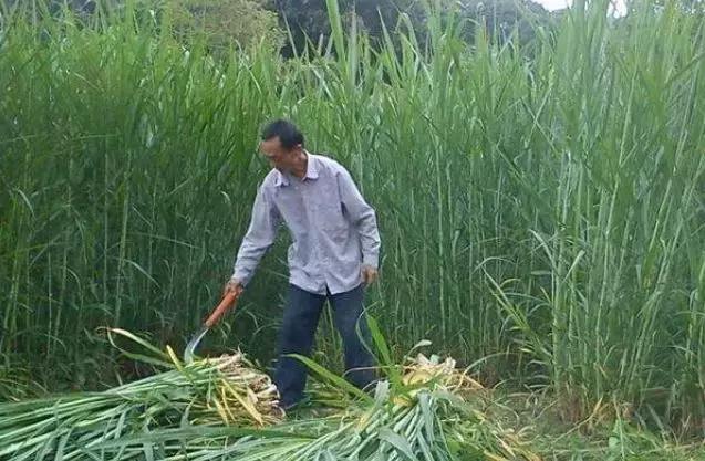 肉牛只喂象草可以嗎？有什么需要？
